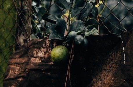 as long as the lemon trees grow pdf