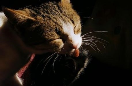 praise my pet calendar 2024 pdf