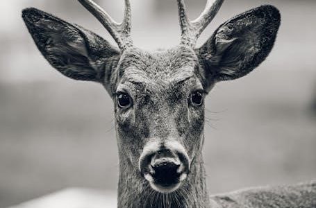 wellcare otc catalog 2023 pdf