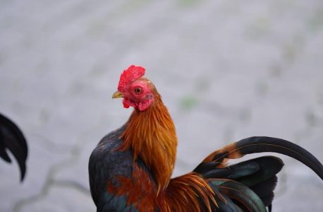 b line strut catalog pdf